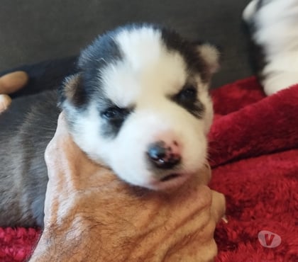 Vente animaux Marcillac Gironde - Photos Vivastreet Chiots huskys à la réservations