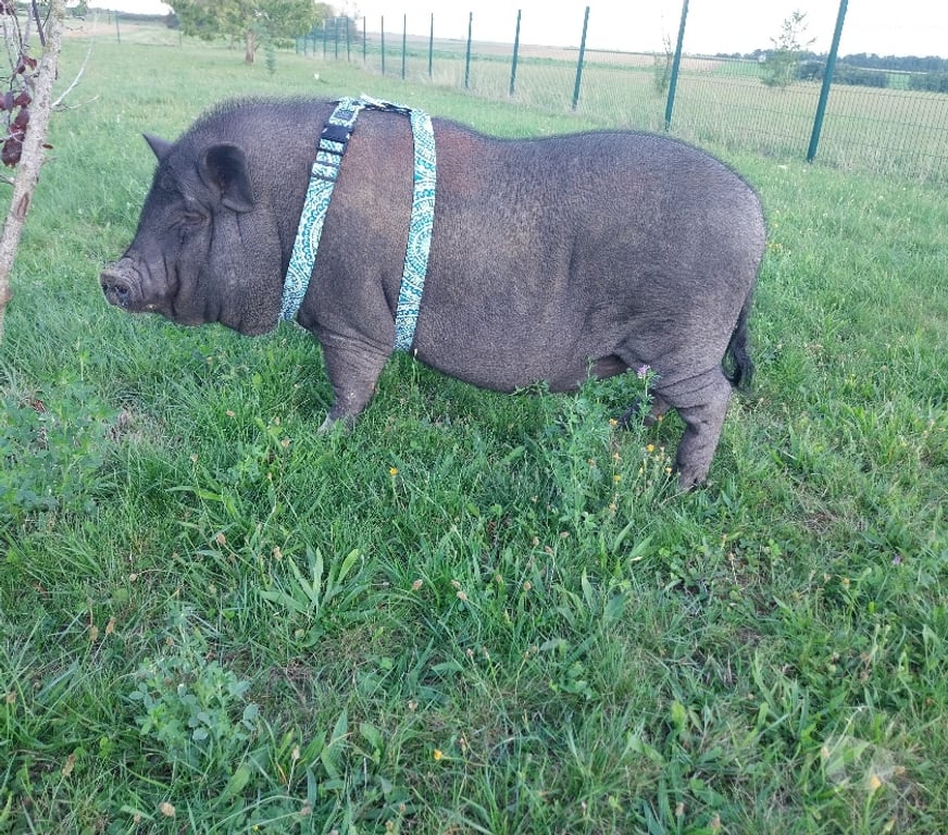 Don animaux Loiret Andonville - 45480 - Photos Vivastreet Cochon domestique