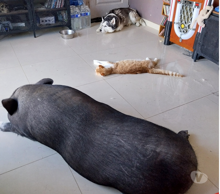 Don animaux Loiret Andonville - 45480 - Photos Vivastreet Cochon domestique