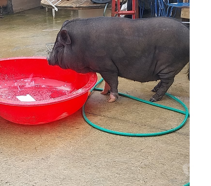 Don animaux Loiret Andonville - 45480 - Photos Vivastreet Cochon domestique