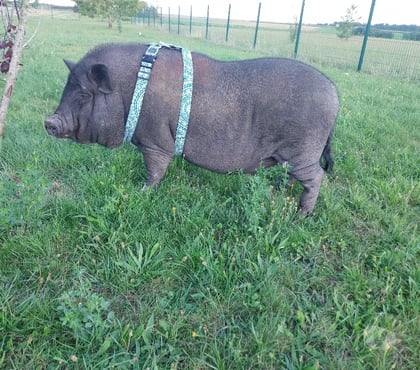 Don Andonville Loiret - Photos Vivastreet Cochon domestique