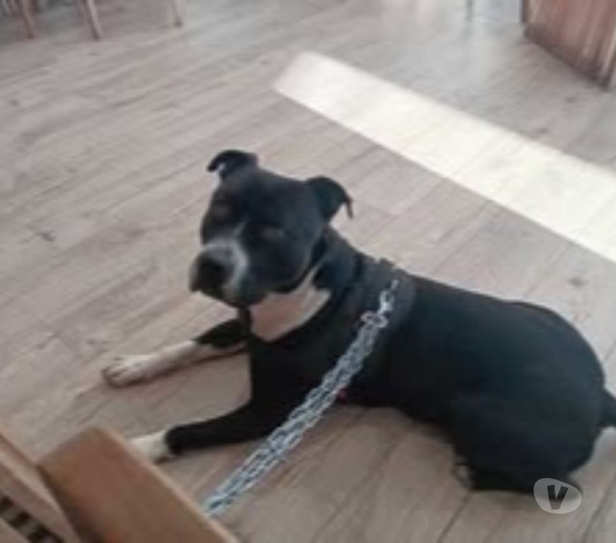 Don animaux Drôme Valence - 26000 - Photos Vivastreet Chien ARA à l adoption