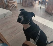 Chien ARA à l adoption