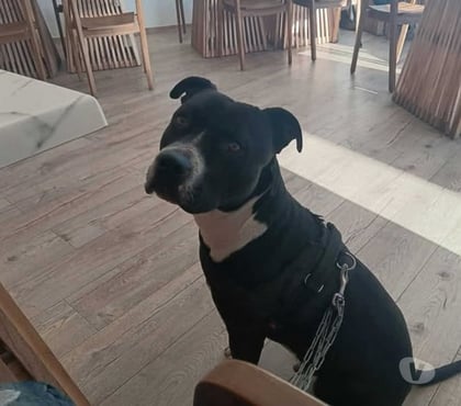 Don animaux Valence Drôme - Photos Vivastreet Chien ARA à l adoption