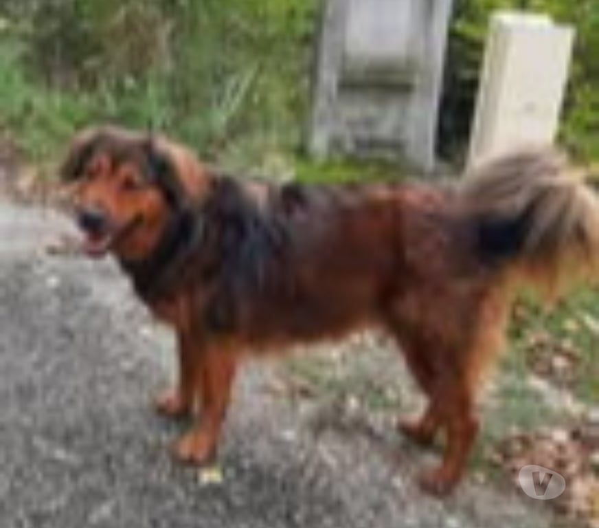 Don animaux Drôme Die - 26150 - Photos Vivastreet Chien BOUBOU à l adoption