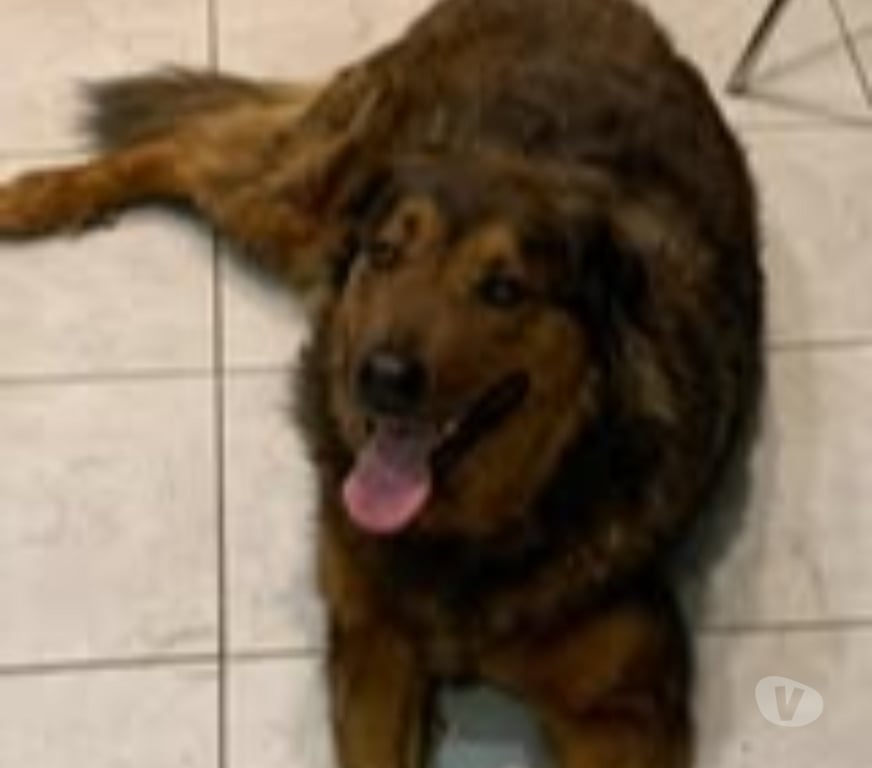 Don animaux Drôme Die - 26150 - Photos Vivastreet Chien BOUBOU à l adoption