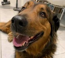 Chien BOUBOU à l adoption