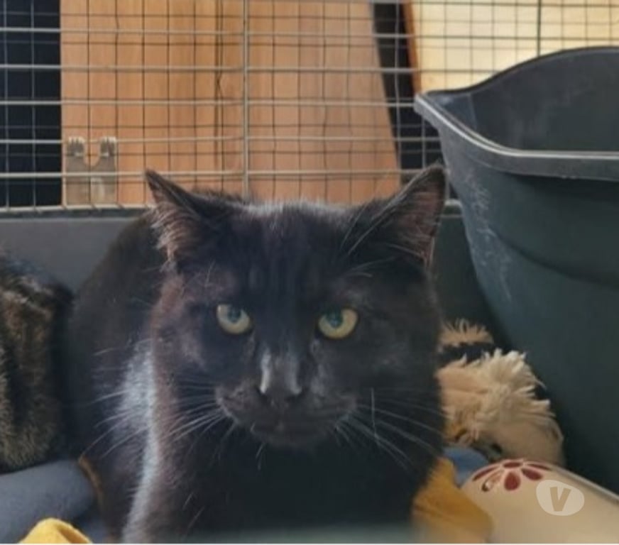 Don animaux Drôme Montelimar - 26200 - Photos Vivastreet Chat MYSTERY à l adoption
