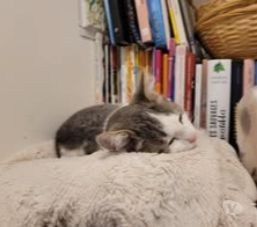 Don animaux Drôme Montelimar - 26200 - Photos Vivastreet Chat JINU à l adoption