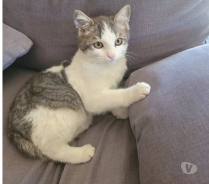 Adoption animaux Montelimar Drôme - Photos Vivastreet Chat JINU à l adoption