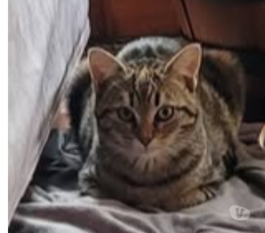 Don animaux Drôme Montelimar - 26200 - Photos Vivastreet Chat RUMI à l adoption