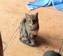 Chat RUMI à l adoption