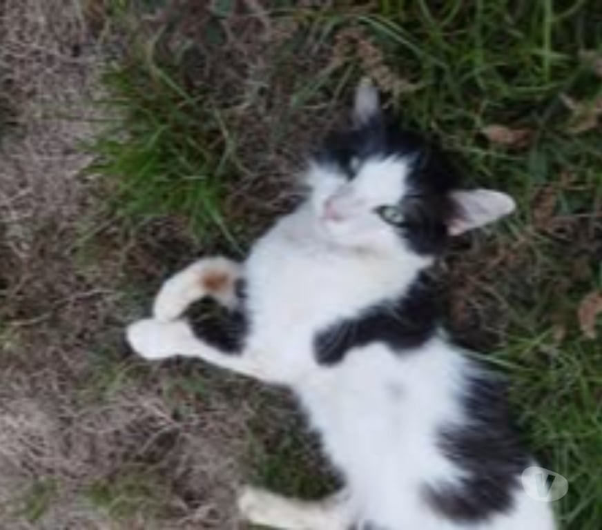 Don animaux Isère Pact - 38270 - Photos Vivastreet Chat PRALINETTE à l adoption