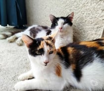 Chat PRALINETTE à l adoption