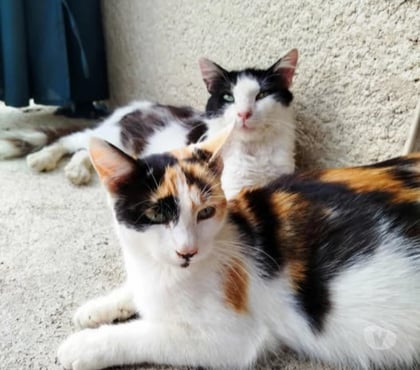 Don Pact Isère - Photos Vivastreet Chat PRALINETTE à l adoption