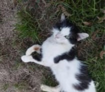 Chat MILKY à l adoption