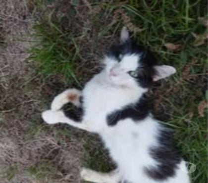 Adoption animaux Pact Isère - Photos Vivastreet Chat MILKY à l adoption