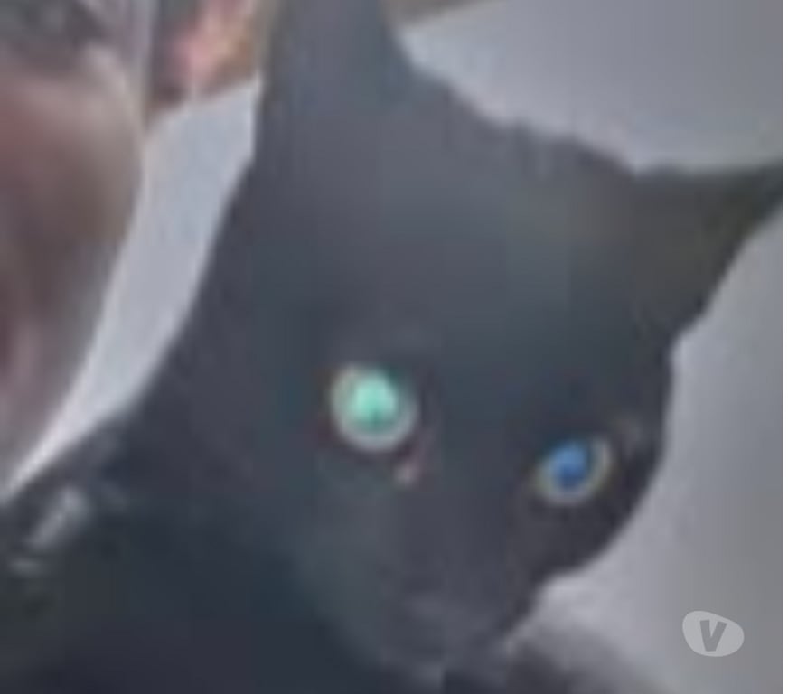 Don animaux Drôme Marges - 26260 - Photos Vivastreet Chat CASSIE à l adoption