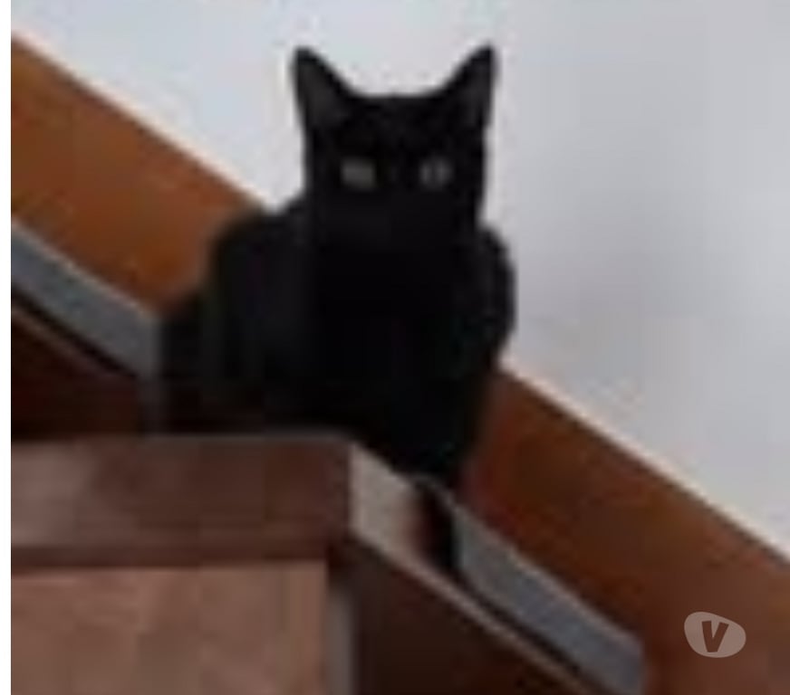 Don animaux Drôme Marges - 26260 - Photos Vivastreet Chat CASSIE à l adoption