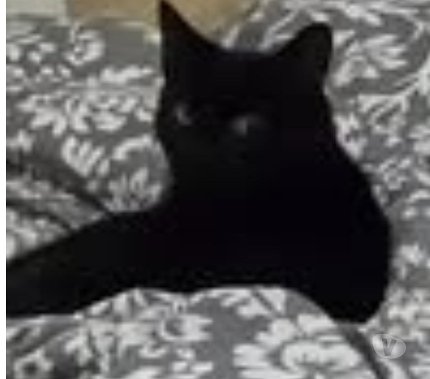 Don animaux Drôme Marges - 26260 - Photos Vivastreet Chat CASSIE à l adoption