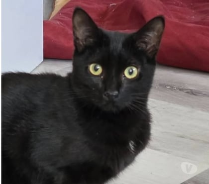 Don Marges Drôme - Photos Vivastreet Chat CASSIE à l adoption