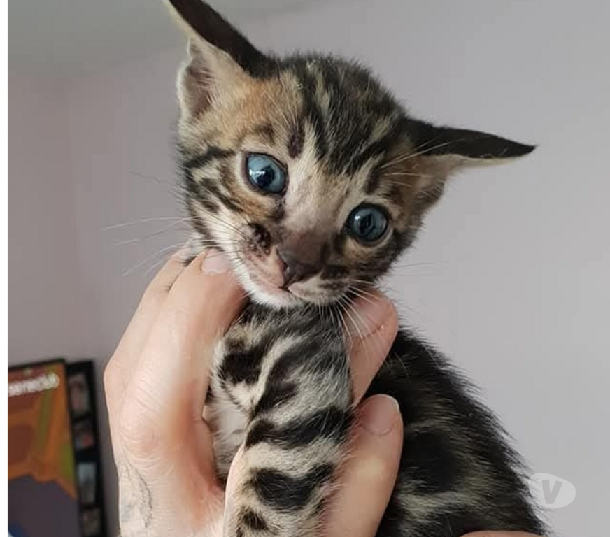 Vente Nord Halluin - 59250 - Photos Vivastreet Chatons bengals