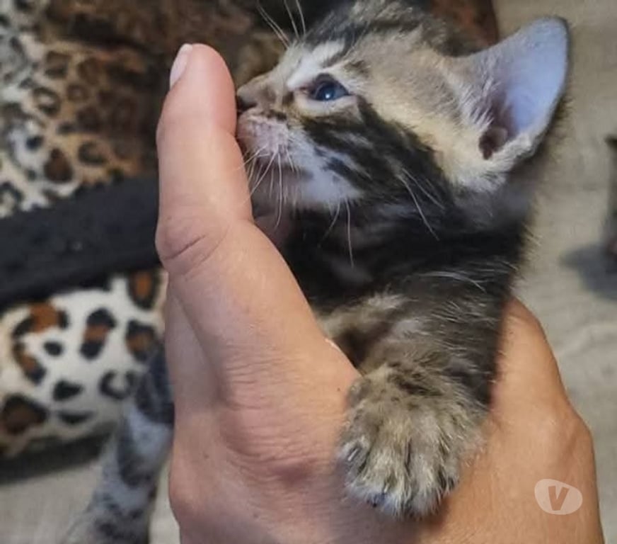 Vente Nord Halluin - 59250 - Photos Vivastreet Chatons bengals