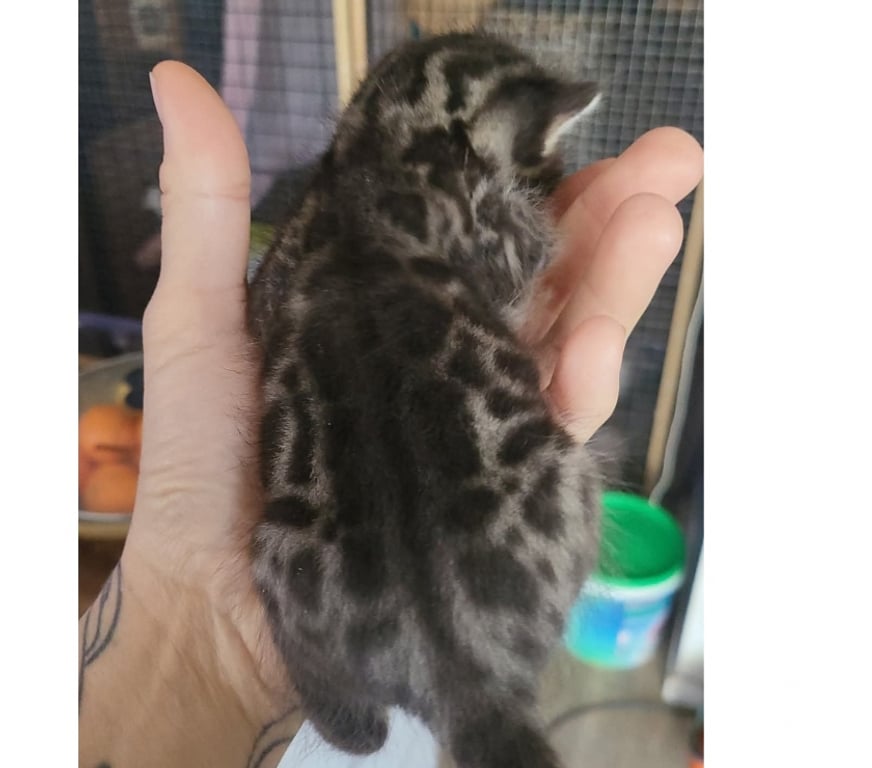 Vente Nord Halluin - 59250 - Photos Vivastreet Chatons bengals