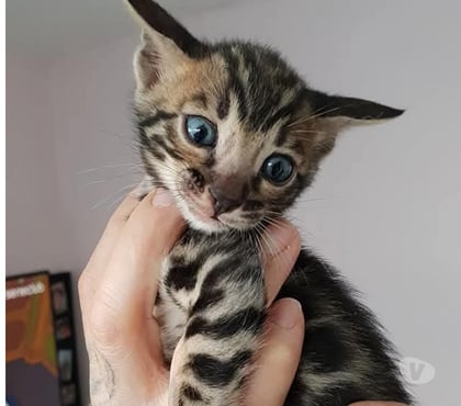 Vente animaux Halluin Nord - Photos Vivastreet Chatons bengals