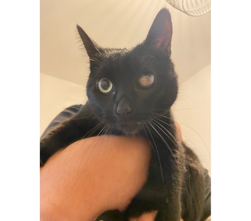 Vente Cher Vierzon - 18100 - Photos Vivastreet SEIYA, adorable chatte noire à adopter