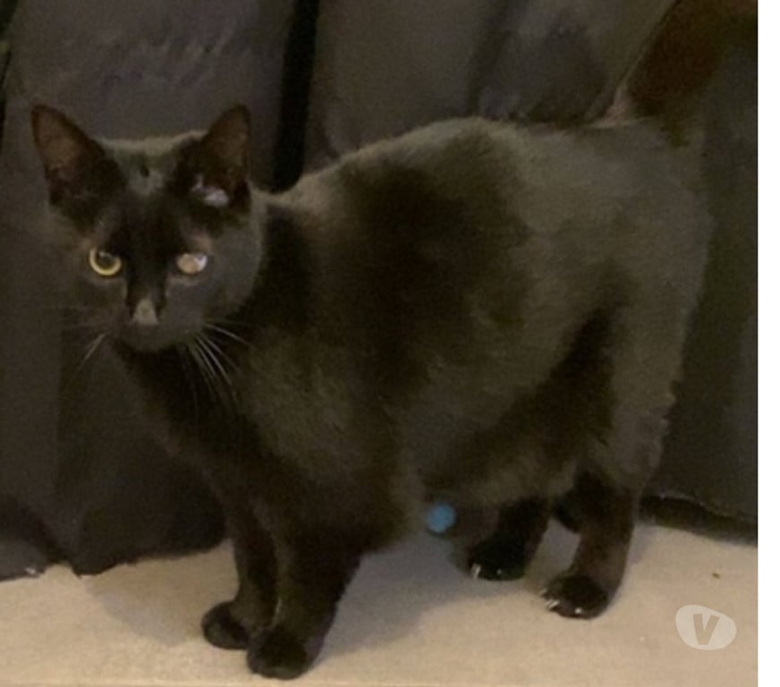 Vente Cher Vierzon - 18100 - Photos Vivastreet SEIYA, adorable chatte noire à adopter
