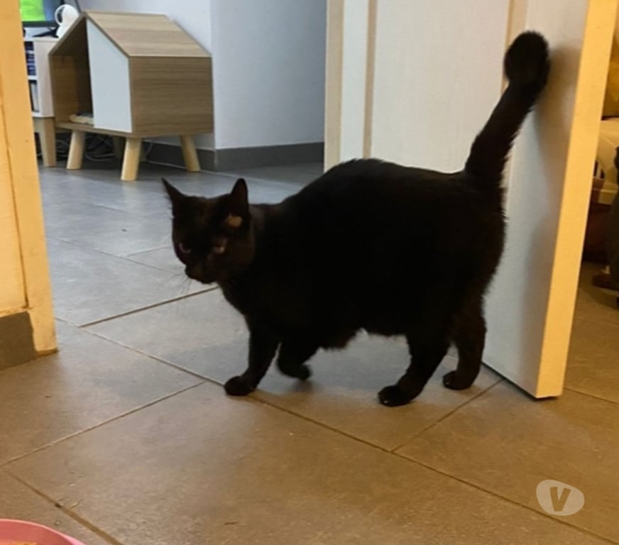 Vente Cher Vierzon - 18100 - Photos Vivastreet SEIYA, adorable chatte noire à adopter
