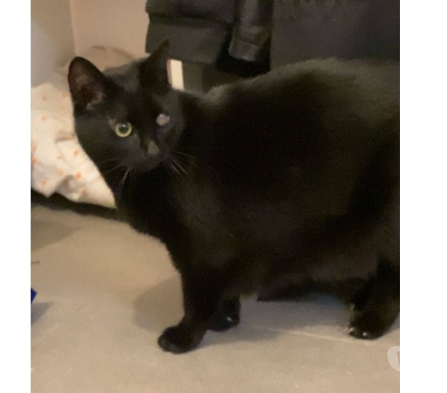 Vente Cher Vierzon - 18100 - Photos Vivastreet SEIYA, adorable chatte noire à adopter