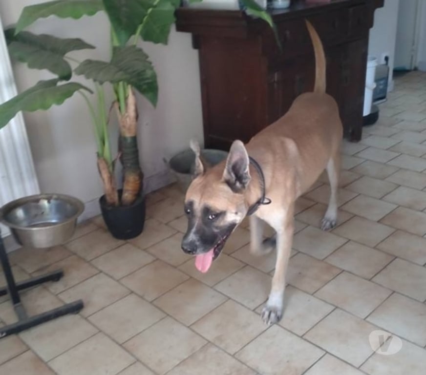 Vente Loire-Atlantique Abbaretz - 44170 - Photos Vivastreet CROC, gentil croisé Malinois à adopter