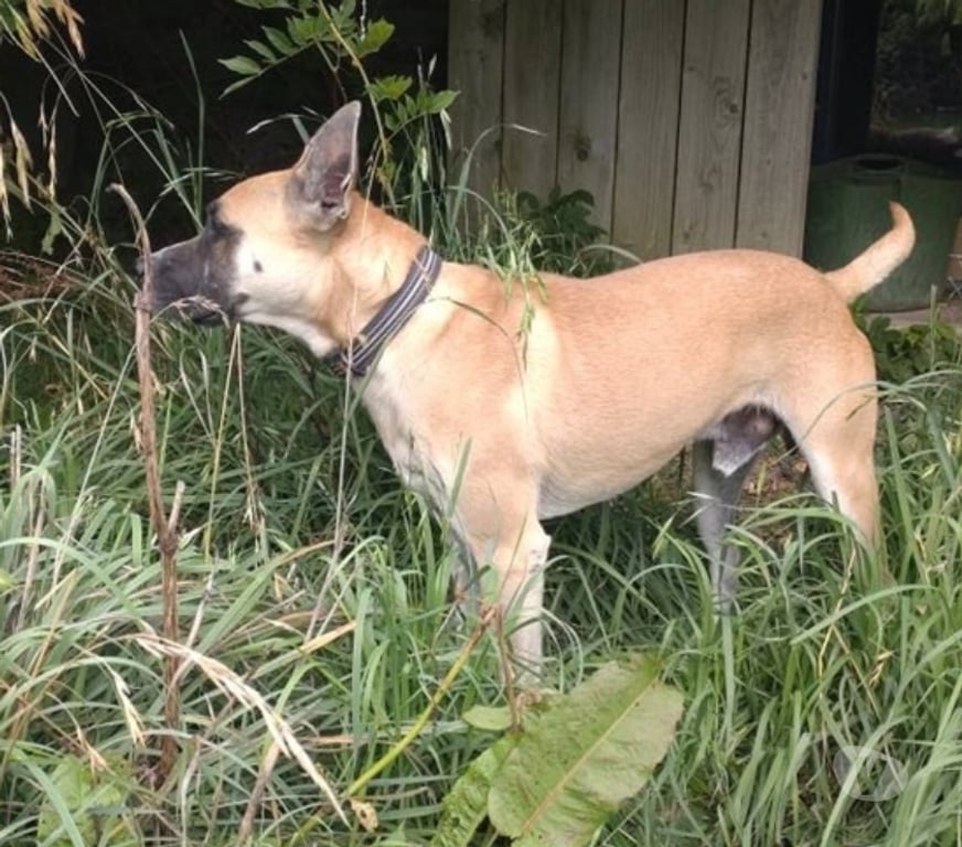 Vente Loire-Atlantique Abbaretz - 44170 - Photos Vivastreet CROC, gentil croisé Malinois à adopter