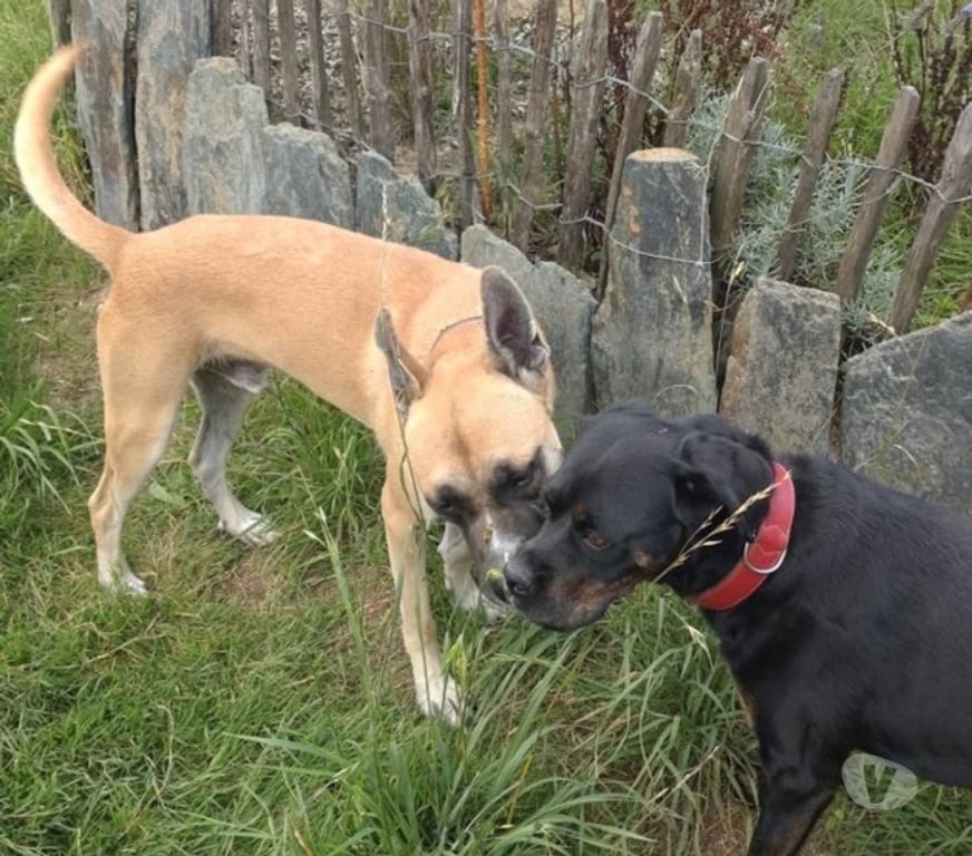 Vente Loire-Atlantique Abbaretz - 44170 - Photos Vivastreet CROC, gentil croisé Malinois à adopter