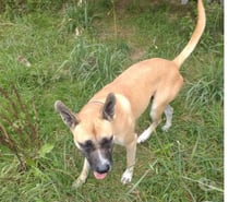 CROC, gentil croisé Malinois à adopter