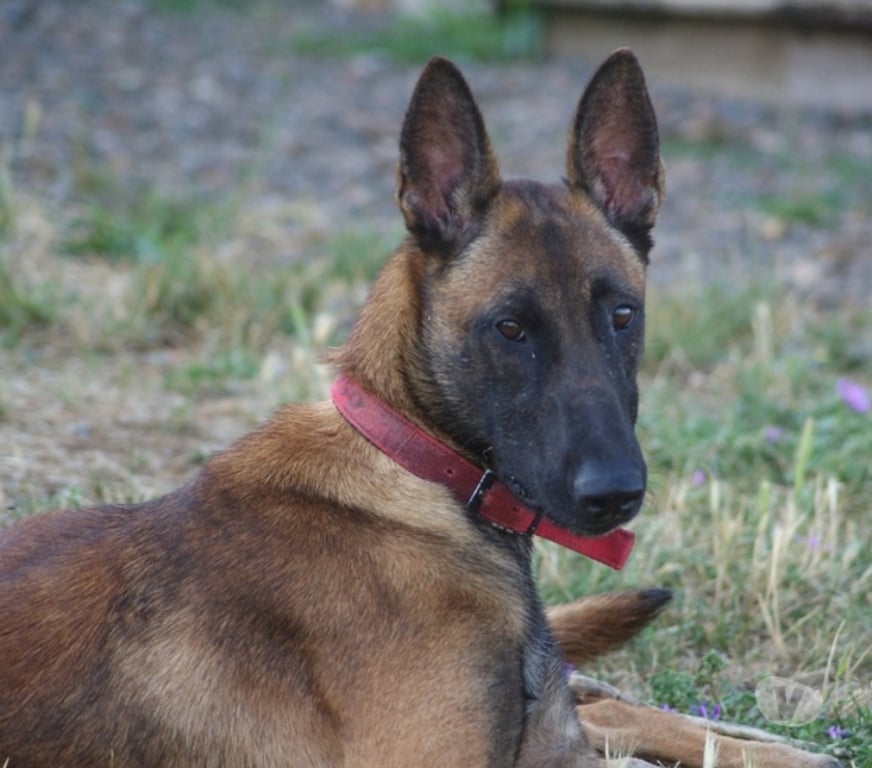 Vente Cher Bessais le Fromental - 18210 - Photos Vivastreet MAYA, magnifique Malinoise à adopter