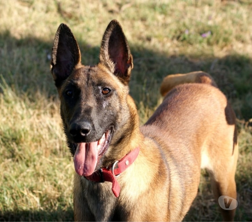 Vente Cher Bessais le Fromental - 18210 - Photos Vivastreet MAYA, magnifique Malinoise à adopter