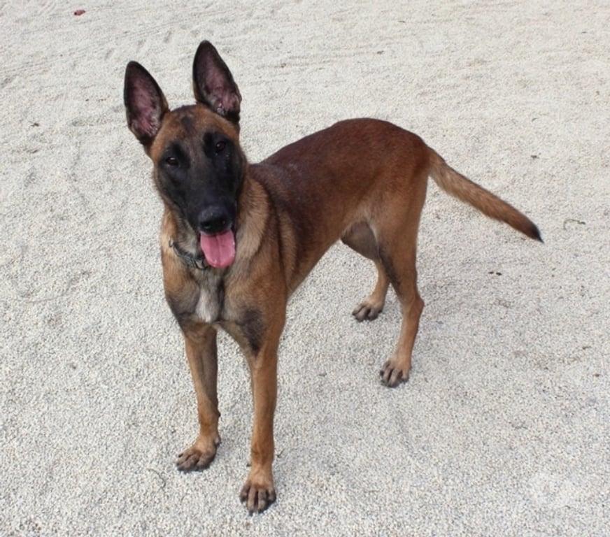 Vente Cher Bessais le Fromental - 18210 - Photos Vivastreet MAYA, magnifique Malinoise à adopter
