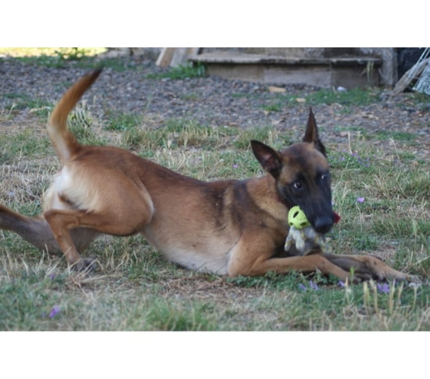 Vente Cher Bessais le Fromental - 18210 - Photos Vivastreet MAYA, magnifique Malinoise à adopter