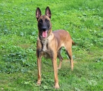 MAYA, magnifique Malinoise à adopter