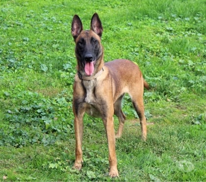 Vente animaux Bessais le Fromental Cher - Photos Vivastreet MAYA, magnifique Malinoise à adopter