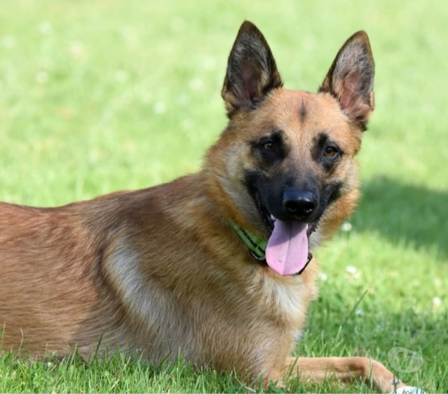 Vente Cher Bessais le Fromental - 18210 - Photos Vivastreet UROS, beau Malinois à adopter