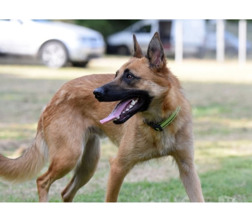 Vente Cher Bessais le Fromental - 18210 - Photos Vivastreet UROS, beau Malinois à adopter