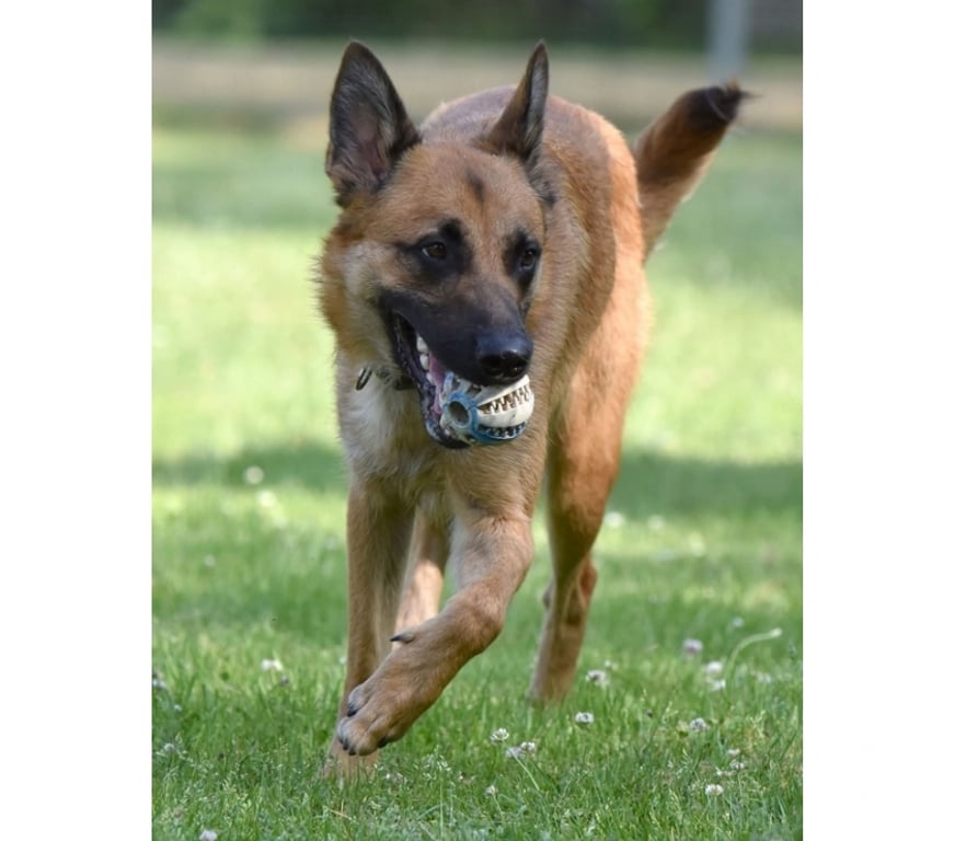 Vente Cher Bessais le Fromental - 18210 - Photos Vivastreet UROS, beau Malinois à adopter