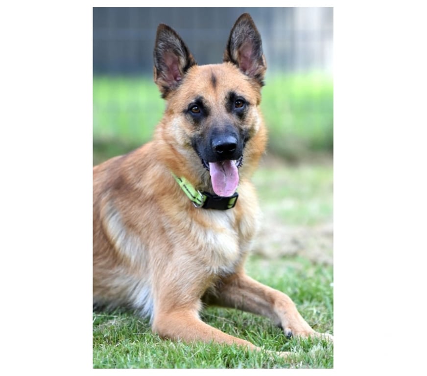 Vente Cher Bessais le Fromental - 18210 - Photos Vivastreet UROS, beau Malinois à adopter