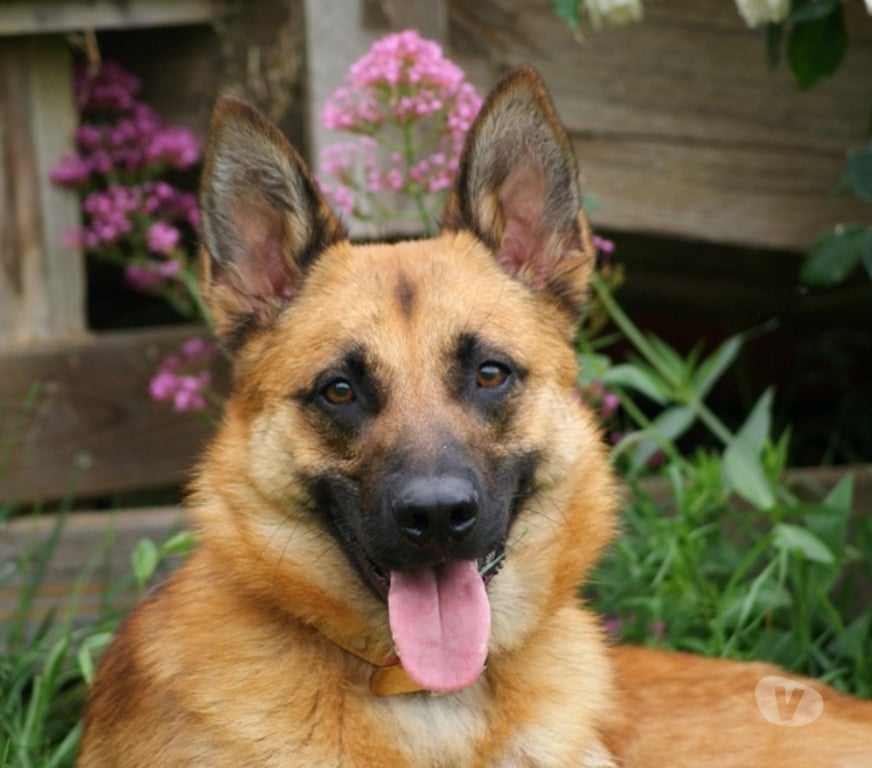 Vente Cher Bessais le Fromental - 18210 - Photos Vivastreet UROS, beau Malinois à adopter