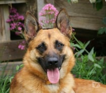 UROS, beau Malinois à adopter