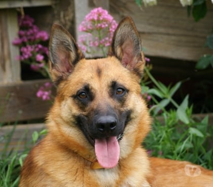Vente animaux Bessais le Fromental Cher - Photos Vivastreet UROS, beau Malinois à adopter